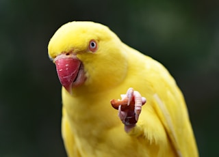 yellow parakeet on tree string