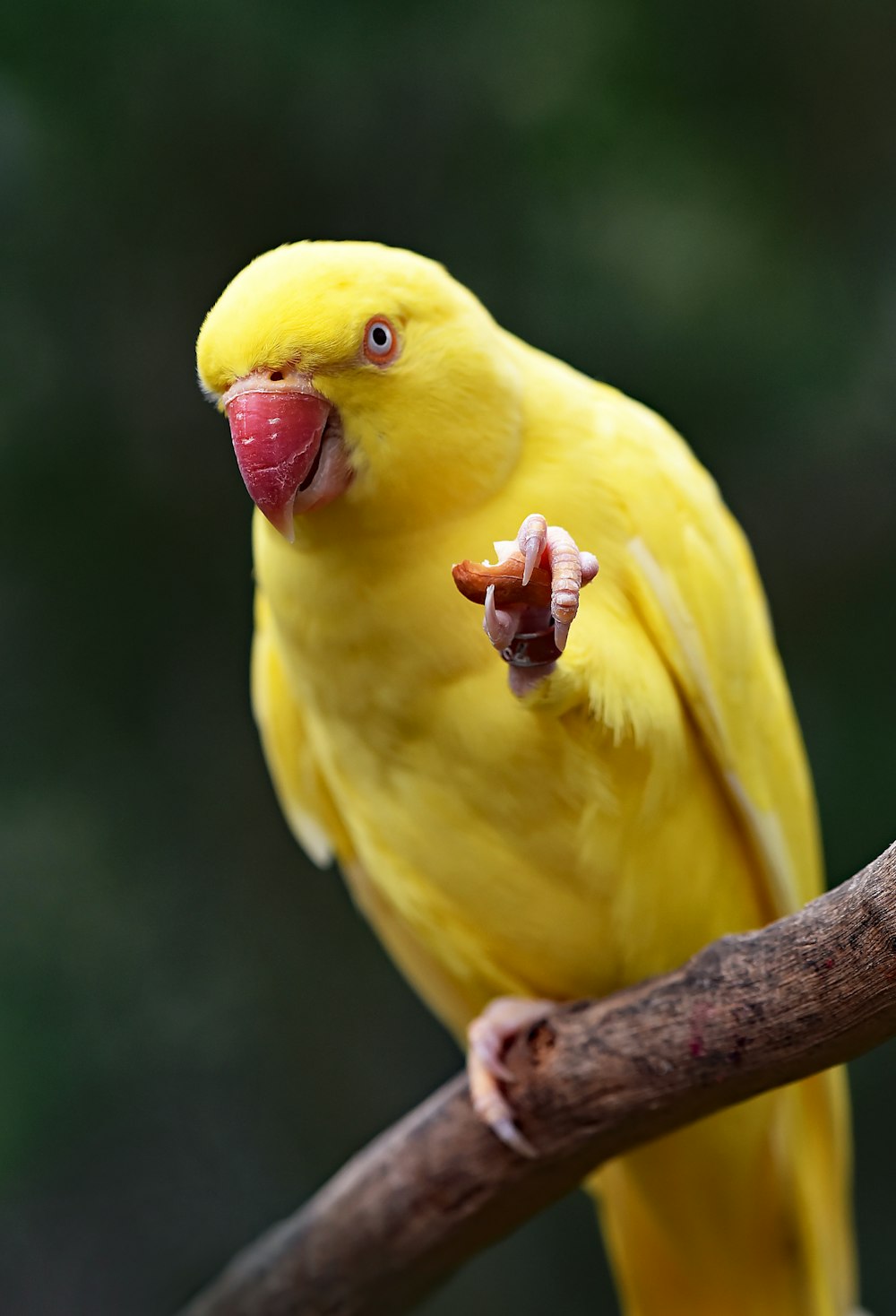 木の紐に黄色いインコ