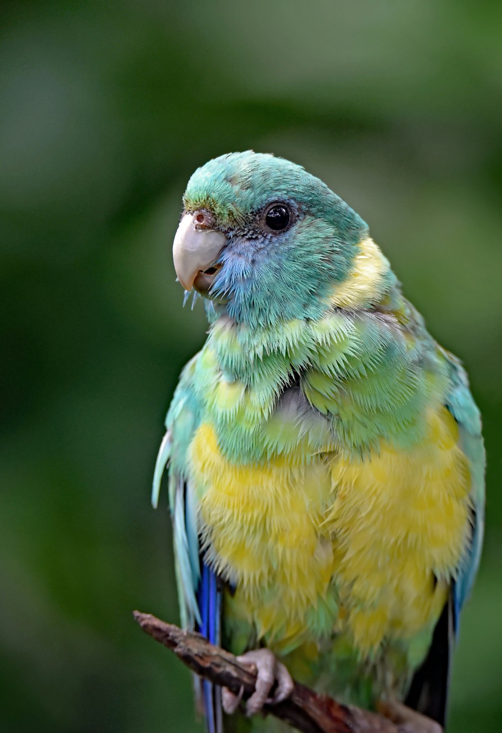 Pájaro conure amarillo y verde