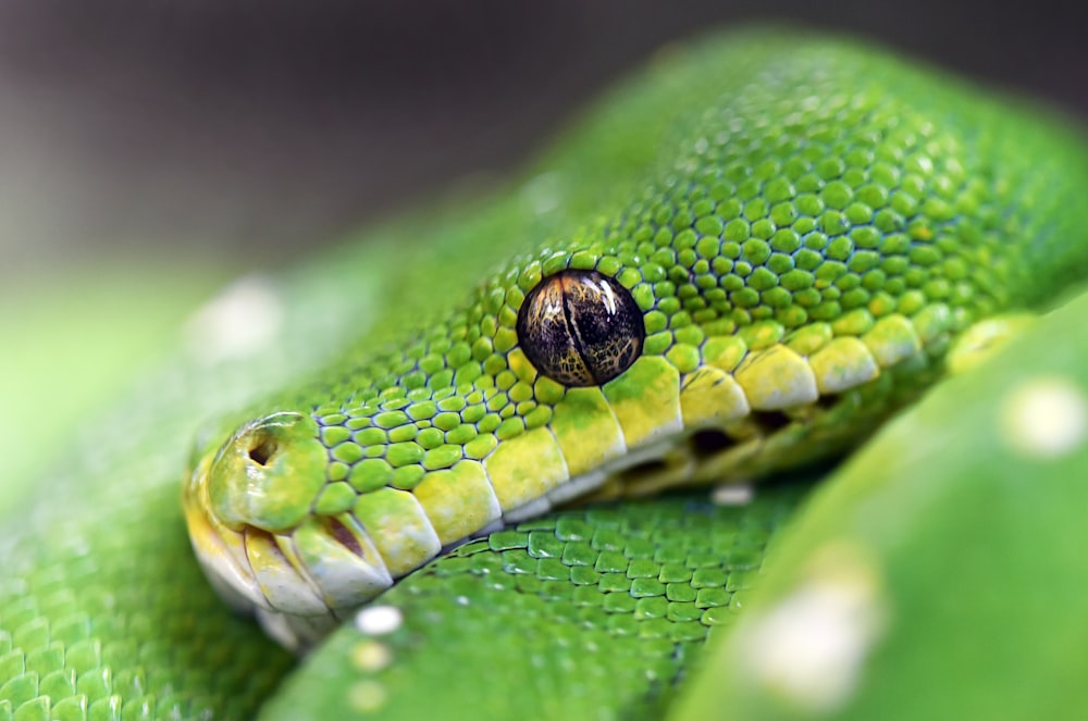 macro photography of green viper