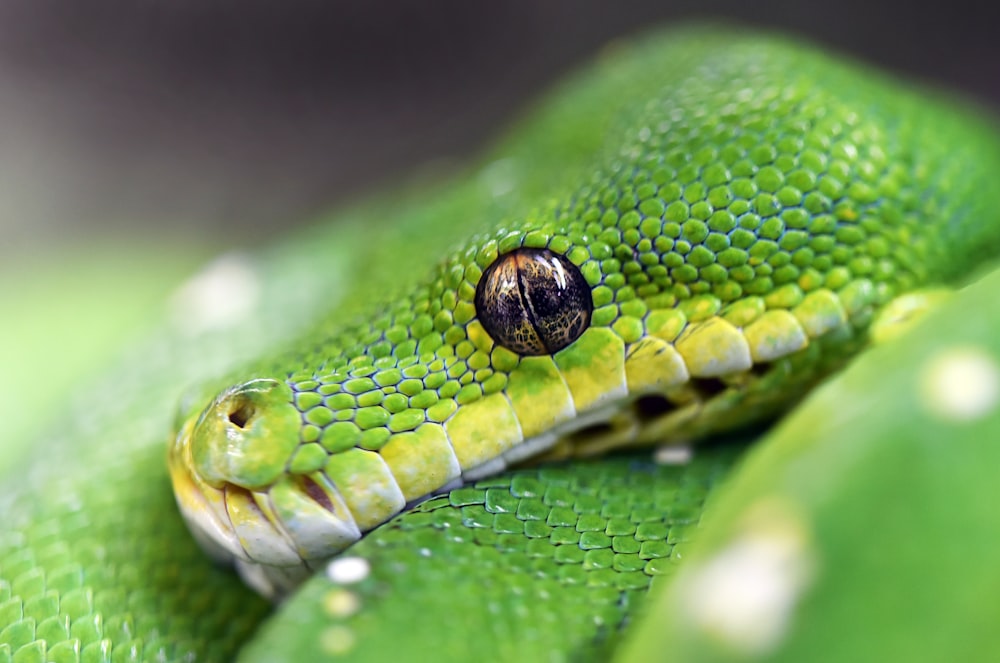 Fotografía macro de víbora verde