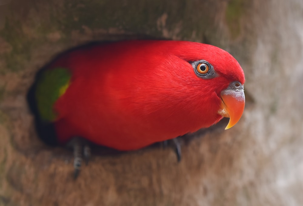 Fotografía de enfoque selectivo de pájaro rojo