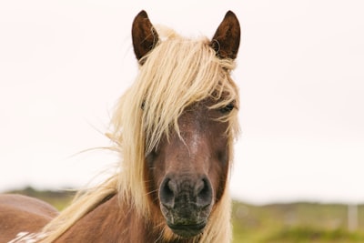 brown horse closeup photo pony google meet background