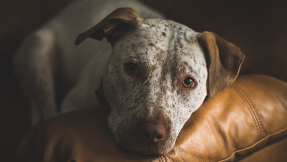 selective focus of dalmatian dog