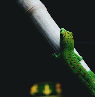 green lizard walking on a tree branch