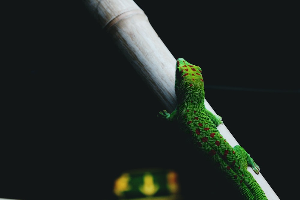 green lizard walking on a tree branch