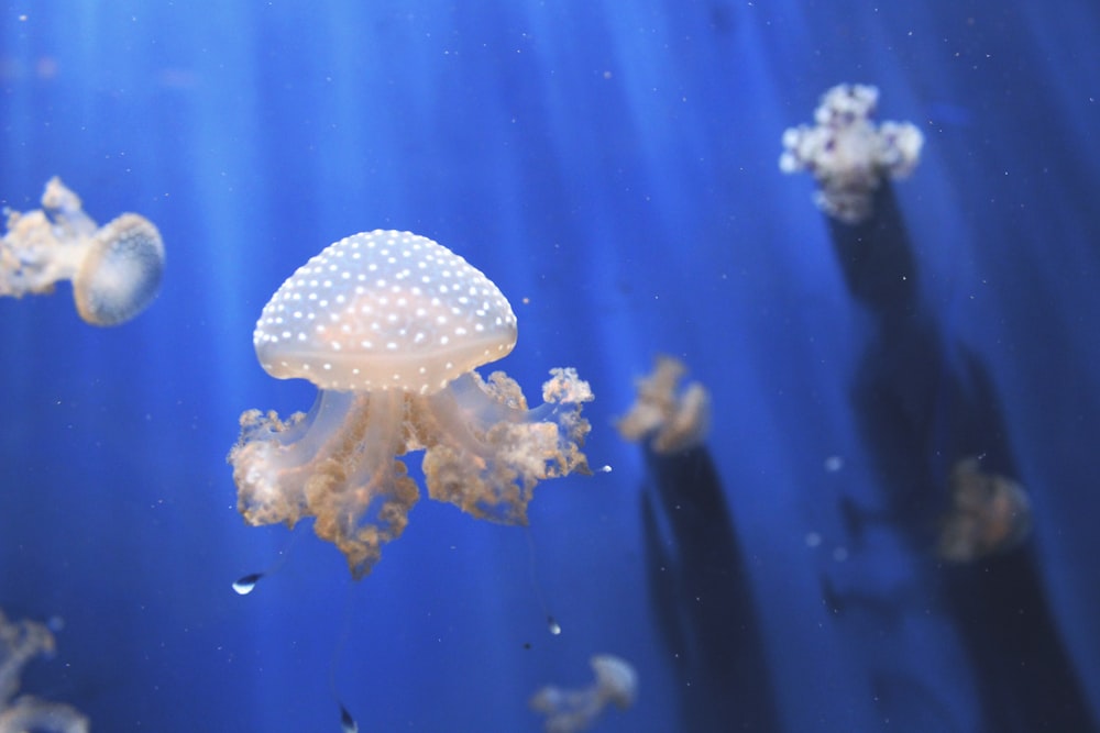 selective photography photo of jellyfishes