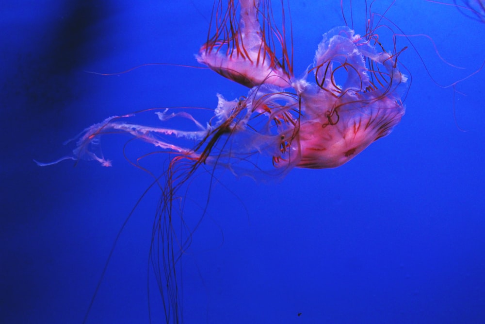 two pink jellyfish underwater