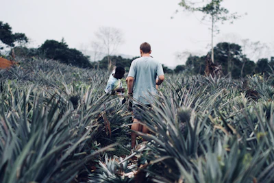 Hāliʻimaile pineapple farm tour