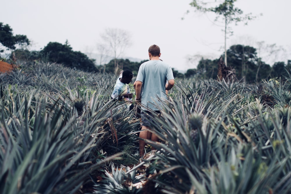people standing on pineapple farm