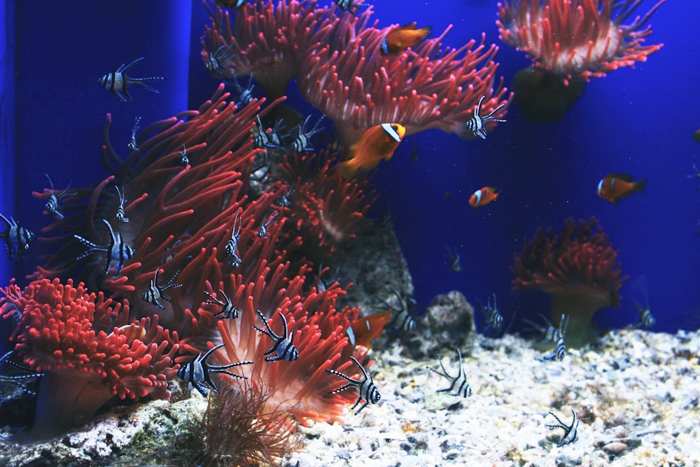 time lapse photography of school of fish