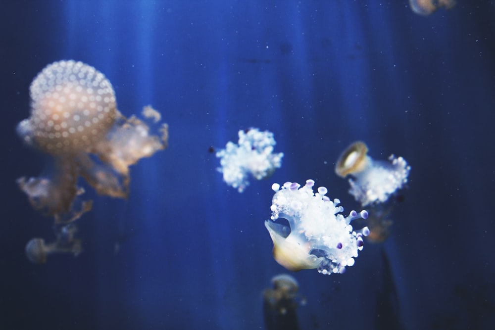 jellyfishes on body of water