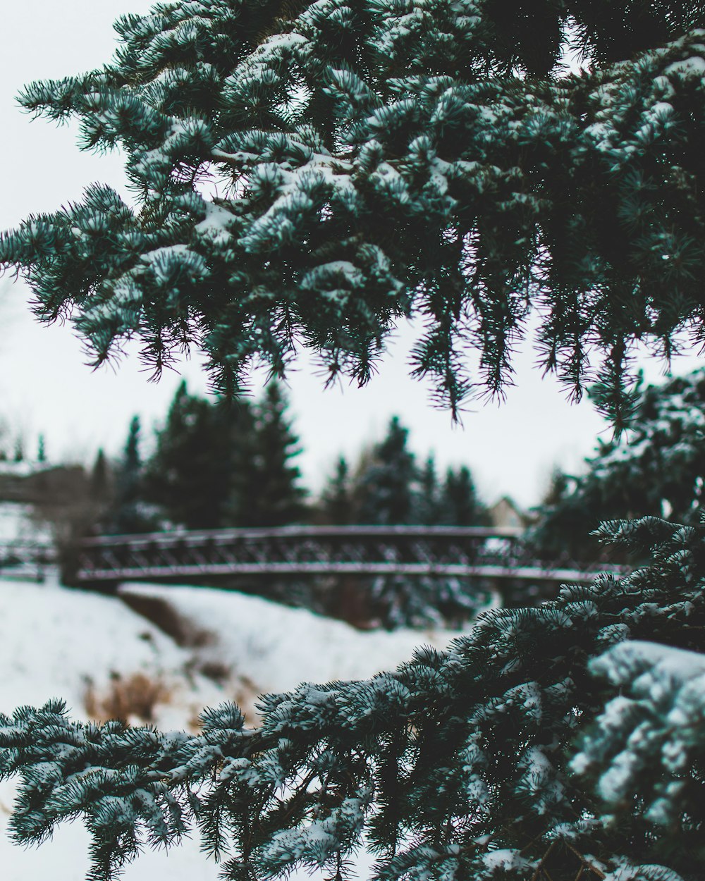 pinheiro com neve durante o dia