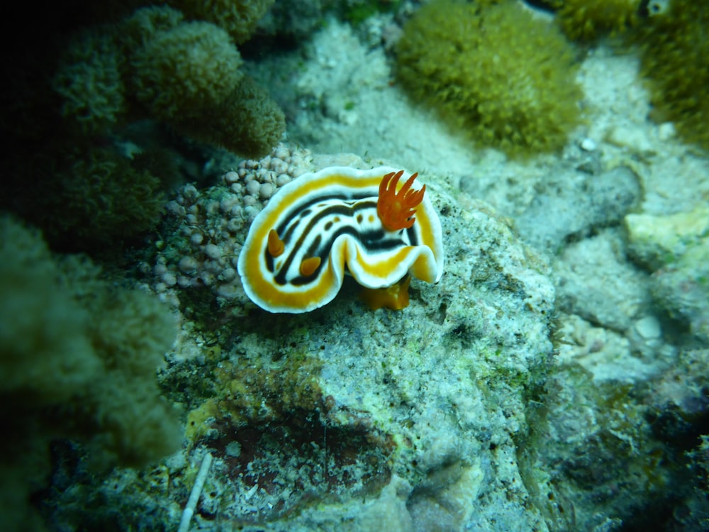 Criatura marinha listrada amarela e preta