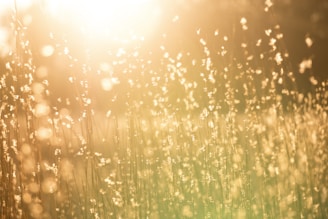 bright sun shining on flowering grasses