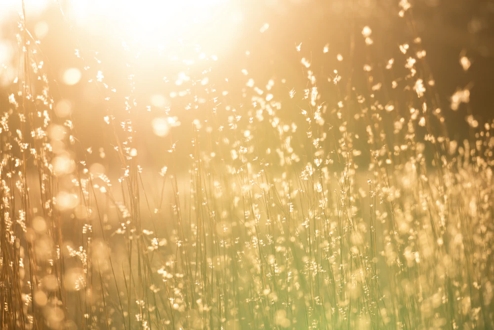 take vitamins sunlight for vitamin D