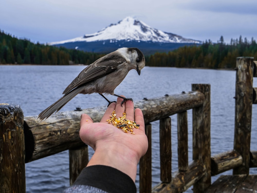 man feeding gray bird on hand