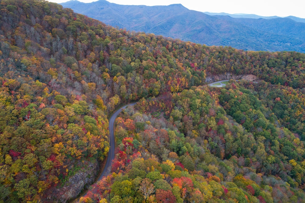 aerial photography of river in forest