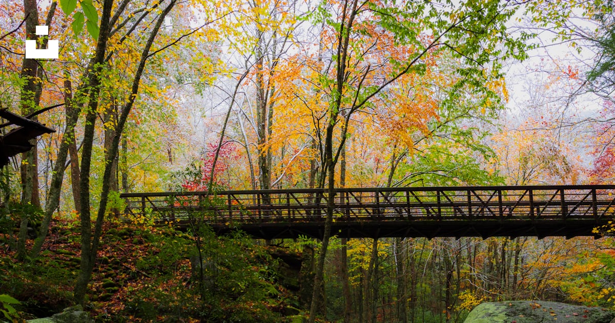 Bridge beside green leaf trees photo – Free Tremont road Image on Unsplash