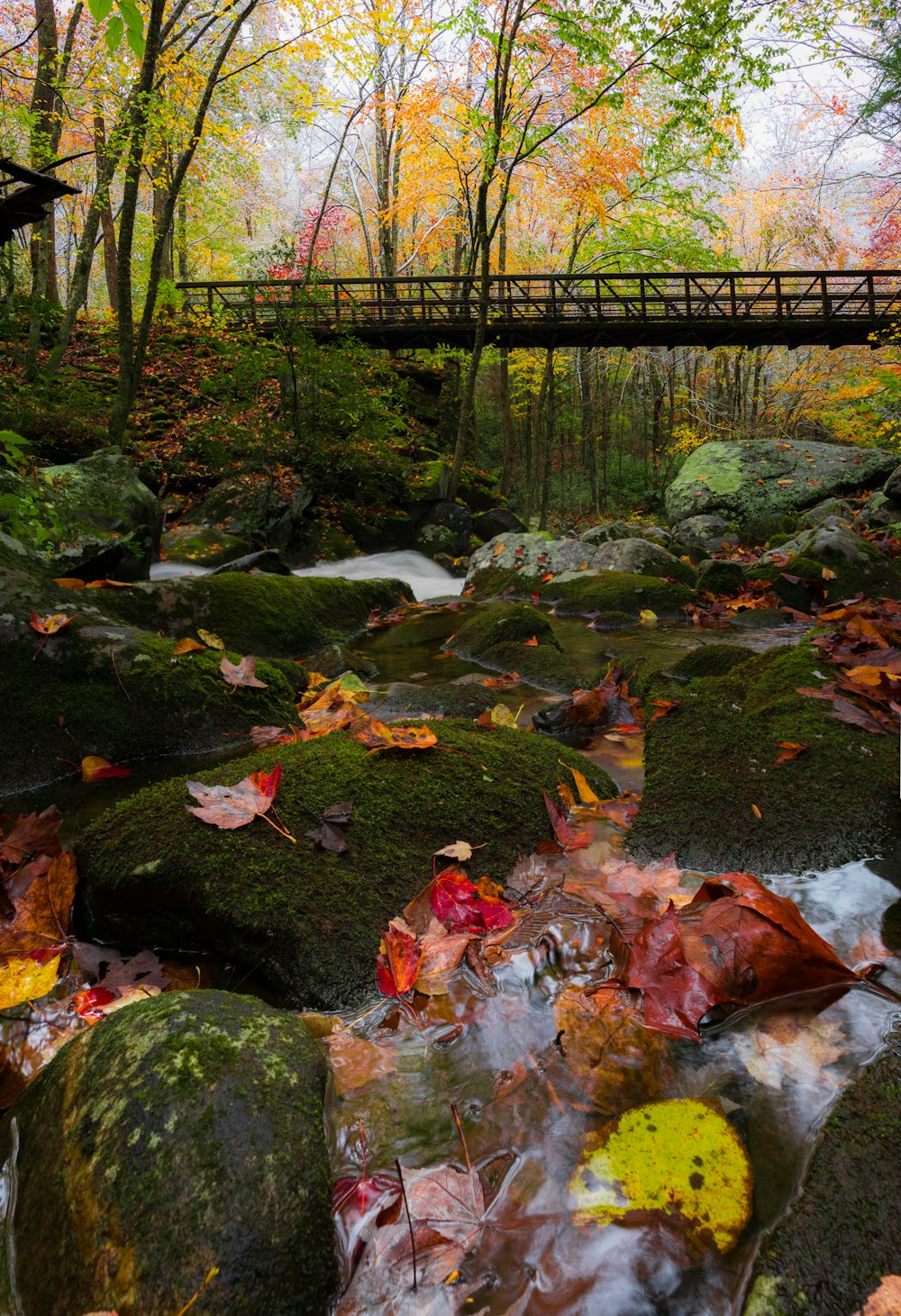bridge beside green leaf trees
