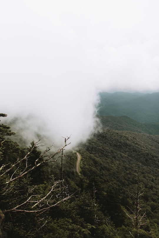 aerial photo of forest covered with fogs in Great Smoky Mountains United States