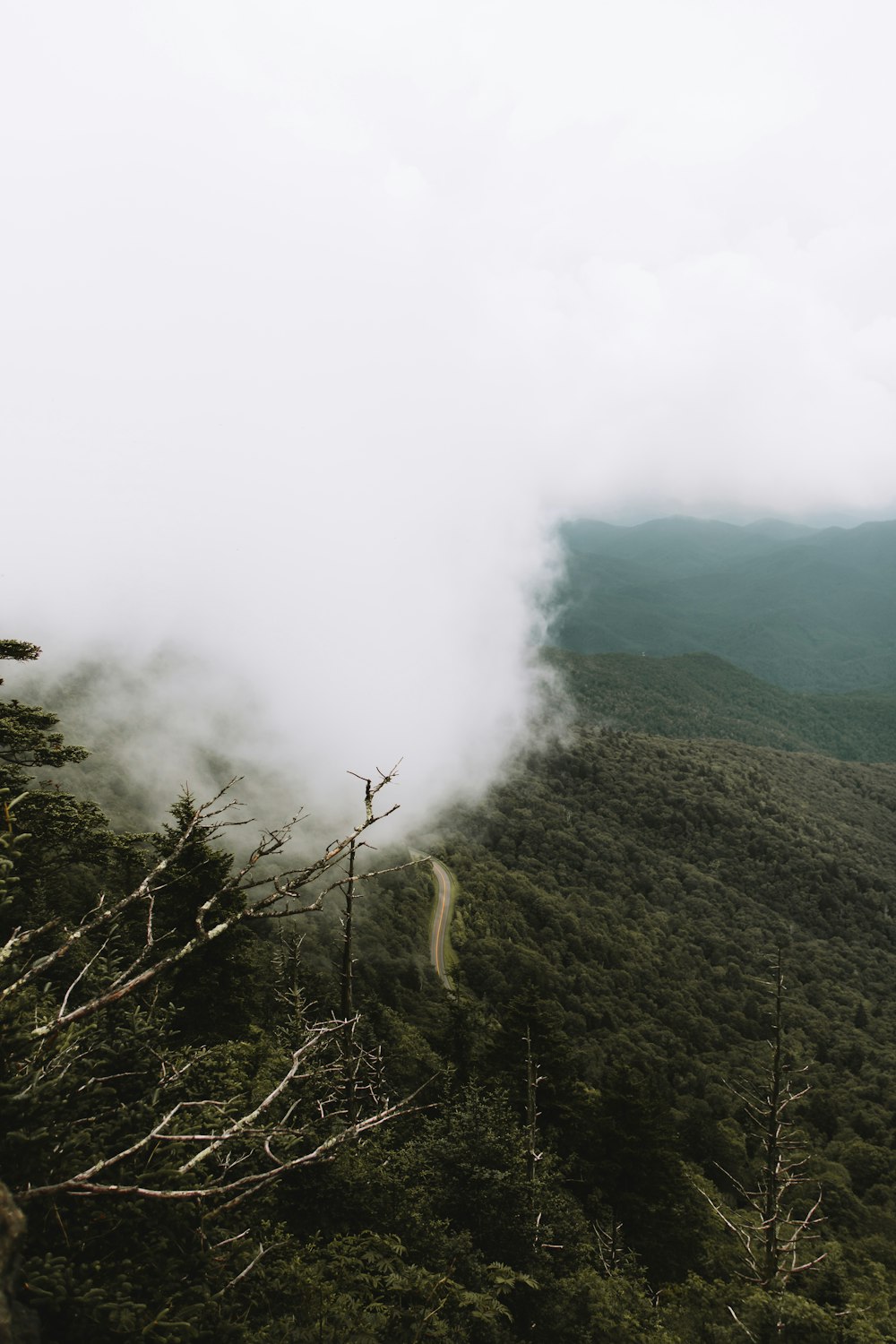 aerial photo of forest covered with fogs