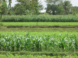A vibrant farm landscape showcasing healthy soil and thriving plants.