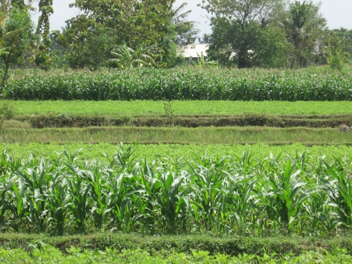 A lush green landscape with multiple rows of crops growing in a field. Tall trees and plants surround the perimeter, and the bright foliage suggests a healthy agricultural area.