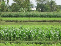 A lush green landscape with multiple rows of crops growing in a field. Tall trees and plants surround the perimeter, and the bright foliage suggests a healthy agricultural area.