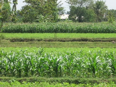 A lush green landscape with multiple rows of crops growing in a field. Tall trees and plants surround the perimeter, and the bright foliage suggests a healthy agricultural area.