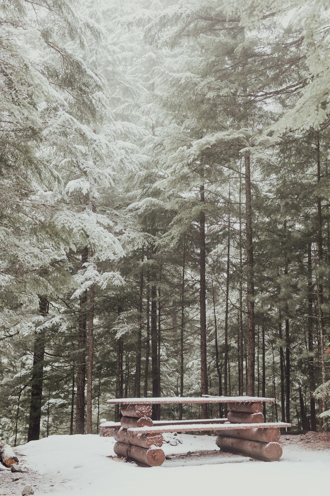 photo of British Columbia Forest near Rogers Pass