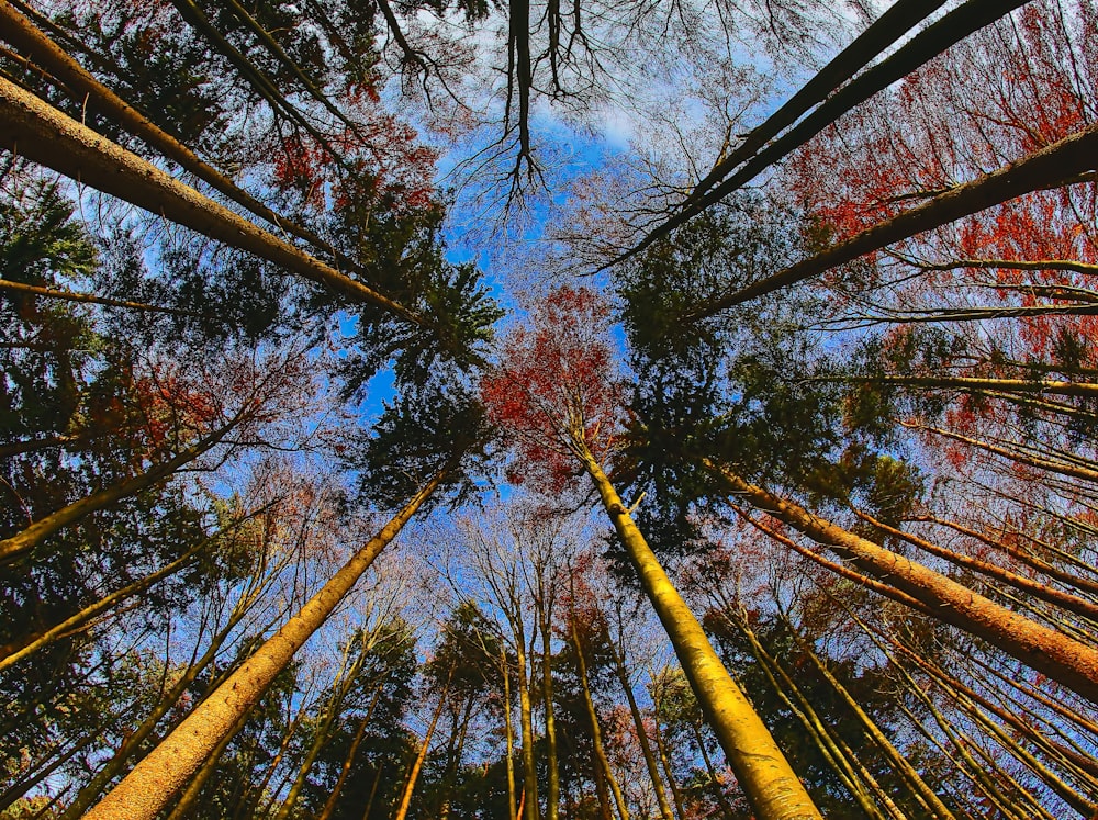 low-angle photography of trees