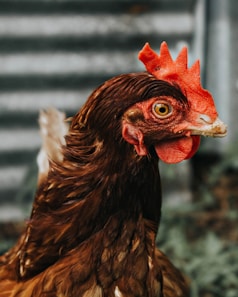 selective focus of chicken