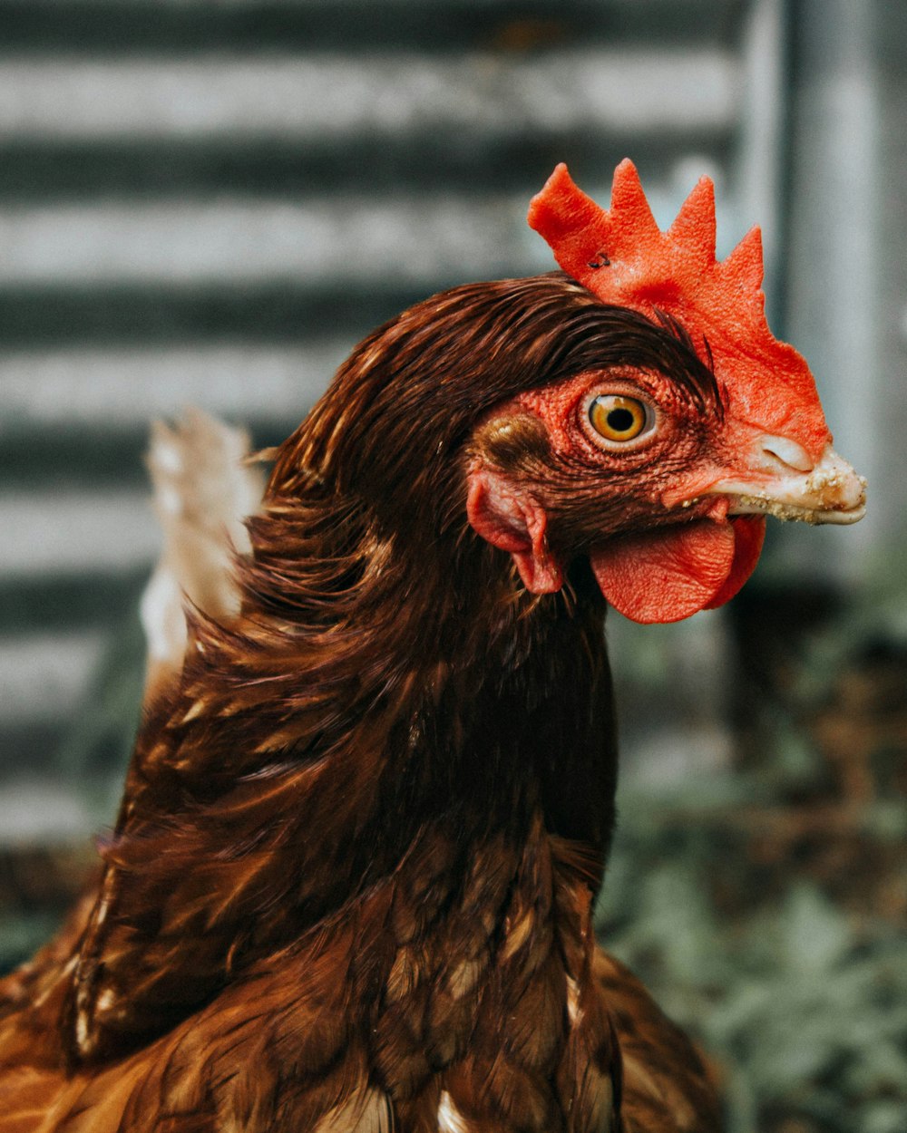 selective focus of chicken