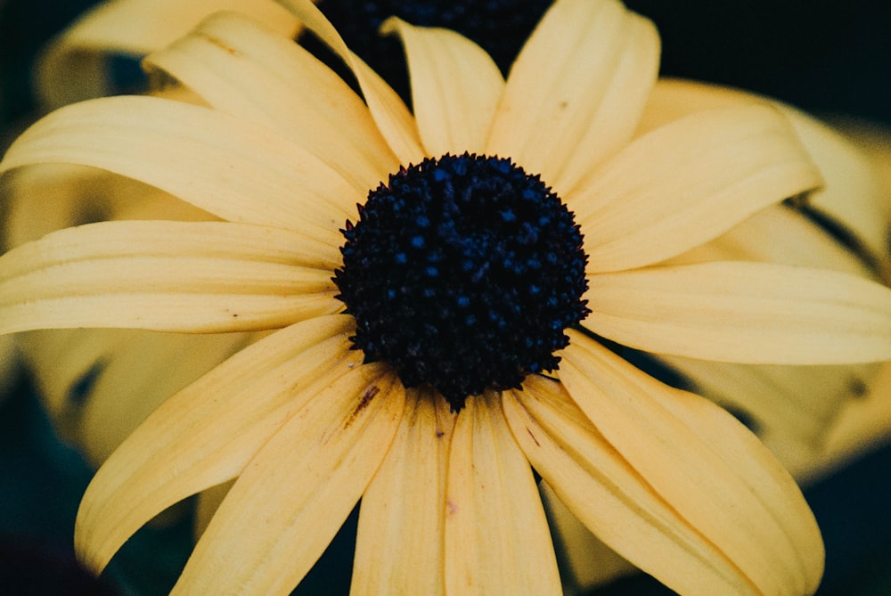 flores de pétalos amarillos