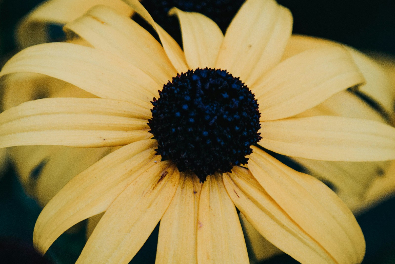 Canon EF-S 55-250mm F4-5.6 IS II sample photo. Yellow petaled flowers photography