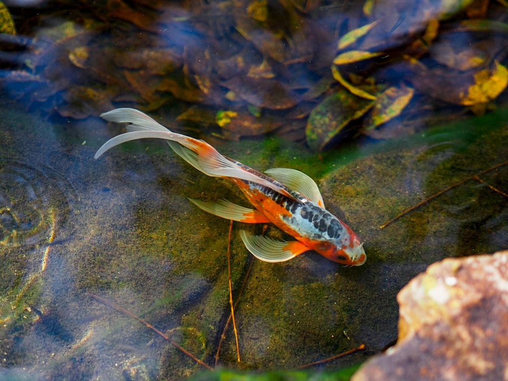 물줄기에 주황색 잉어 물고기