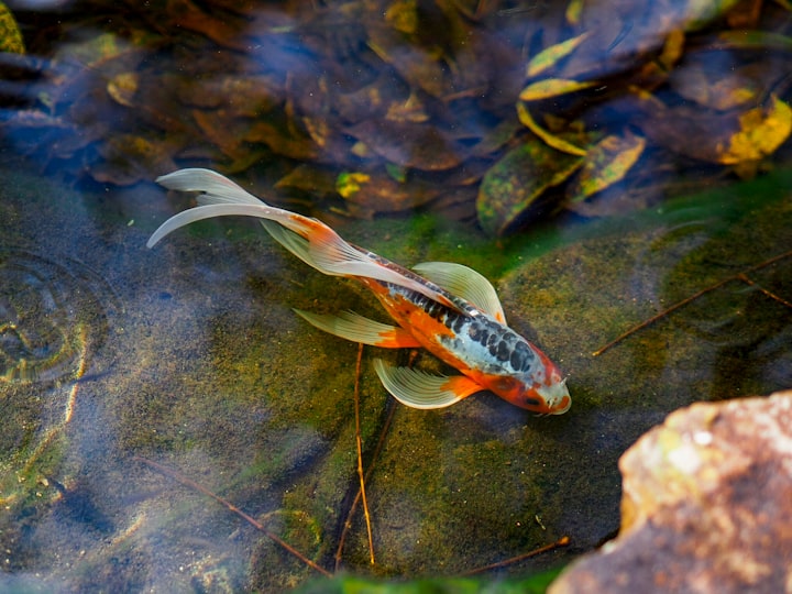 Why is a Laser Beam Like a Goldfish?