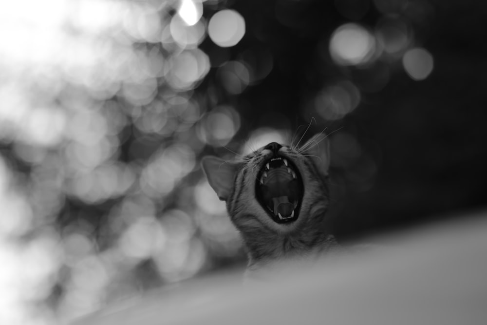 grayscale photo of yawning cat