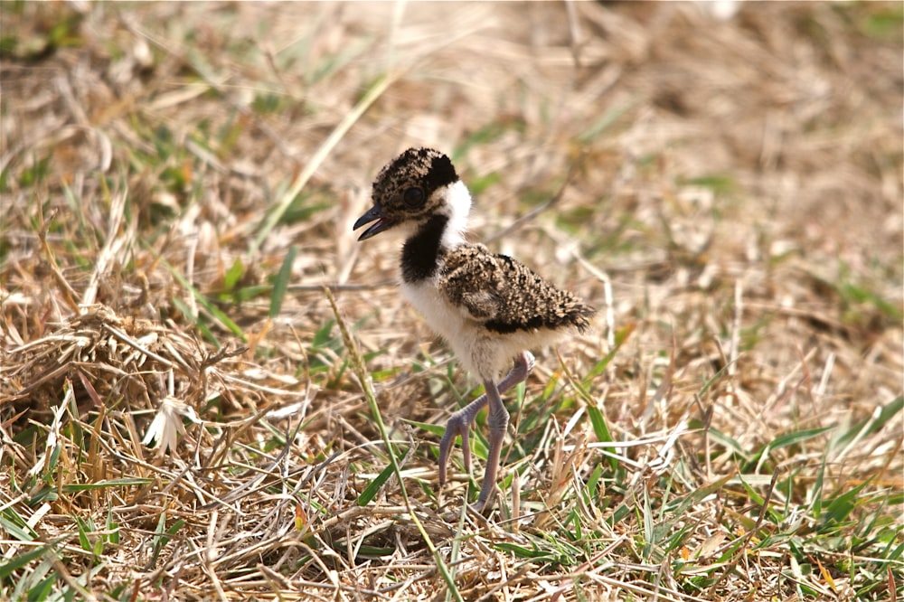 brown and white chick on grass land