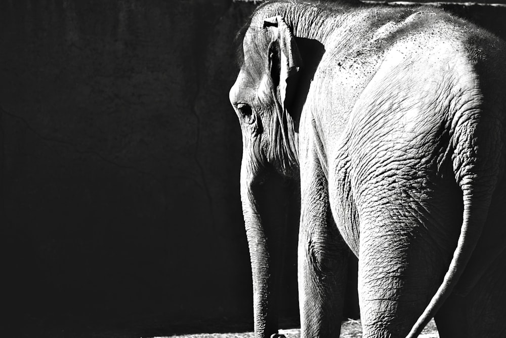 foto em escala de cinza do elefante