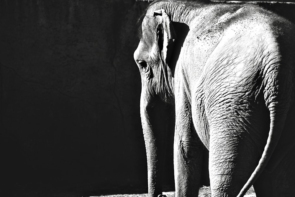 Foto en escala de grises de elefante