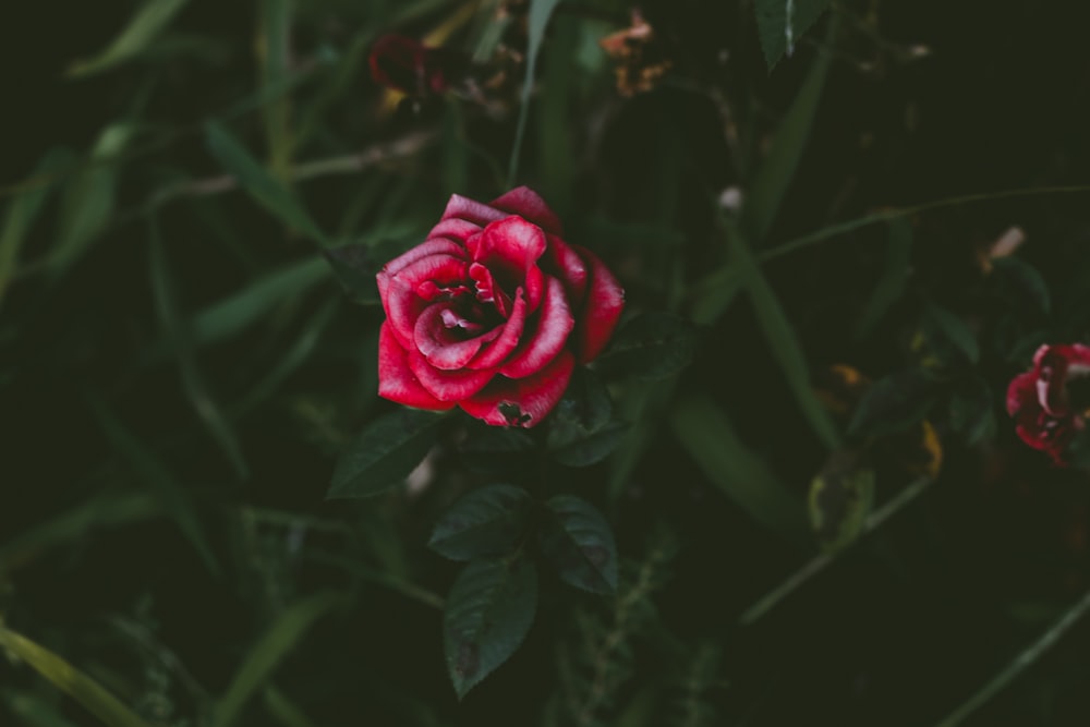 photo en gros plan de fleur de rose rouge