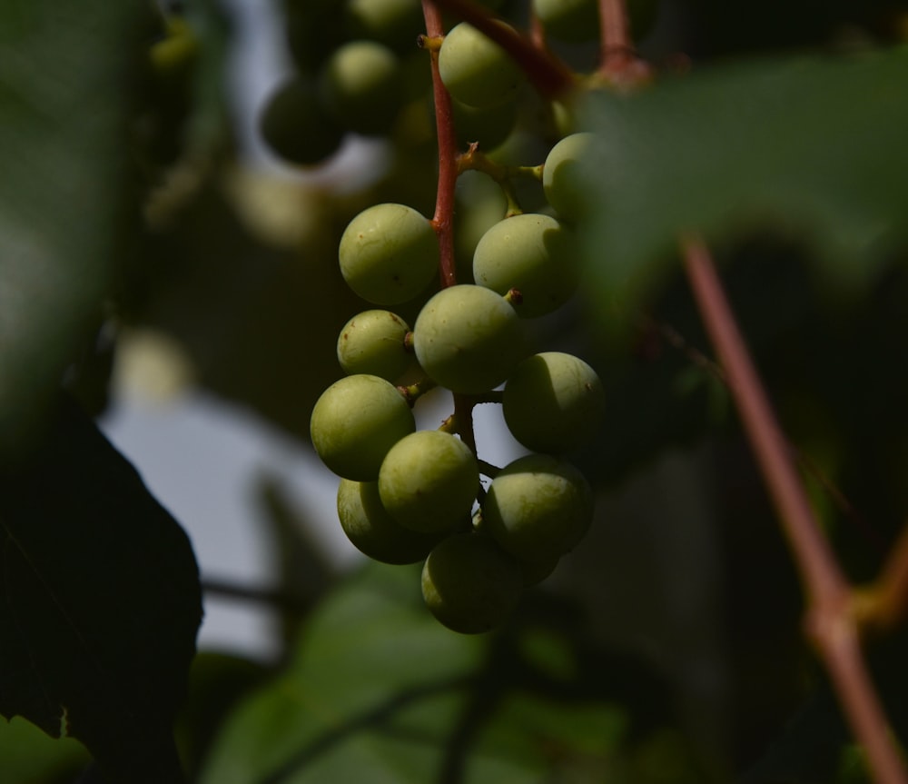 Selektive Fokusfotografie von runden grünen Früchten