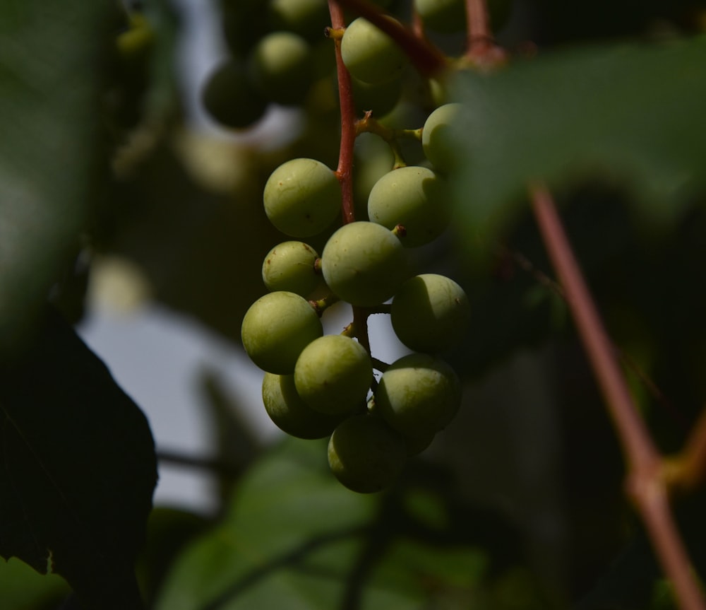 selective focus photography of round green fruit