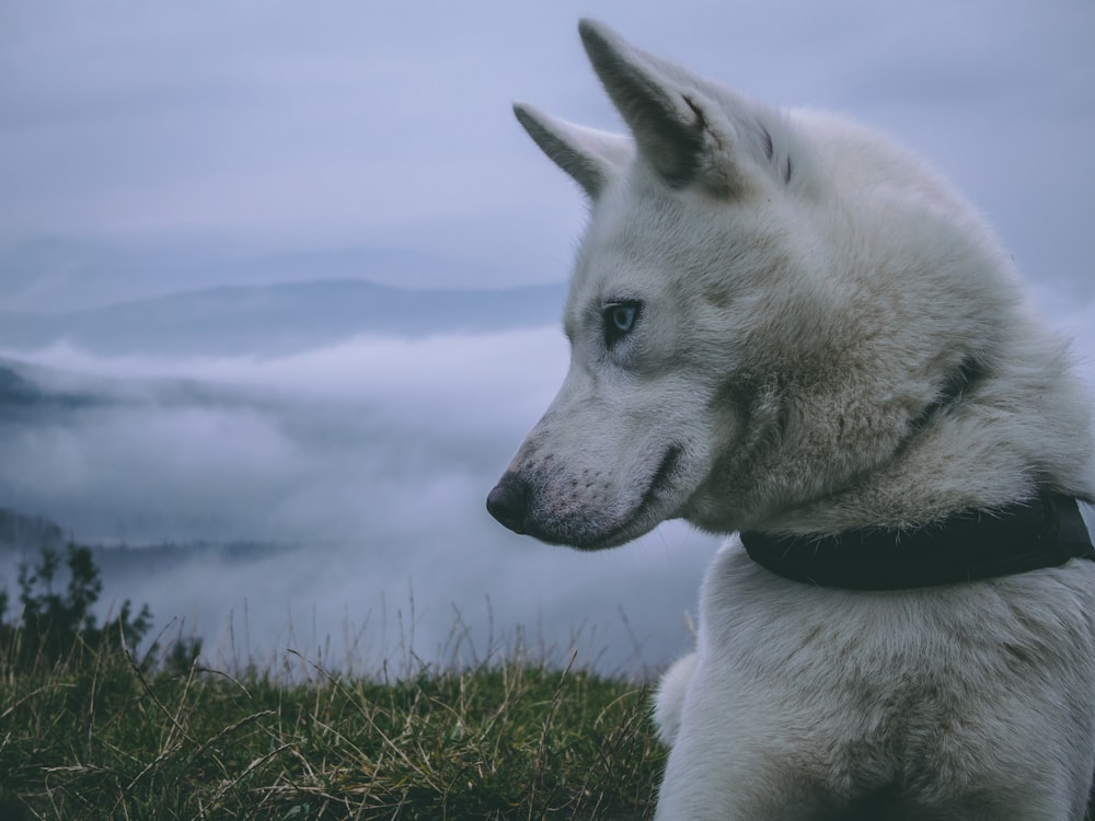 foto de closeup do lobo branco no campo da grama