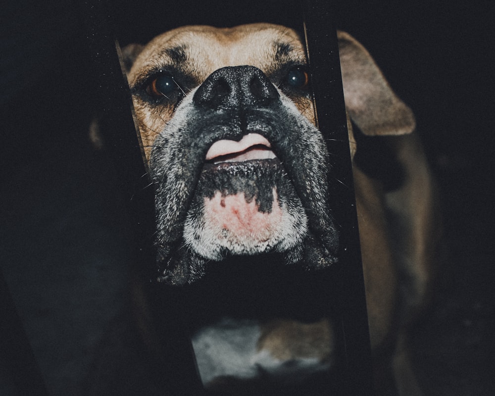 short-coated brown dog