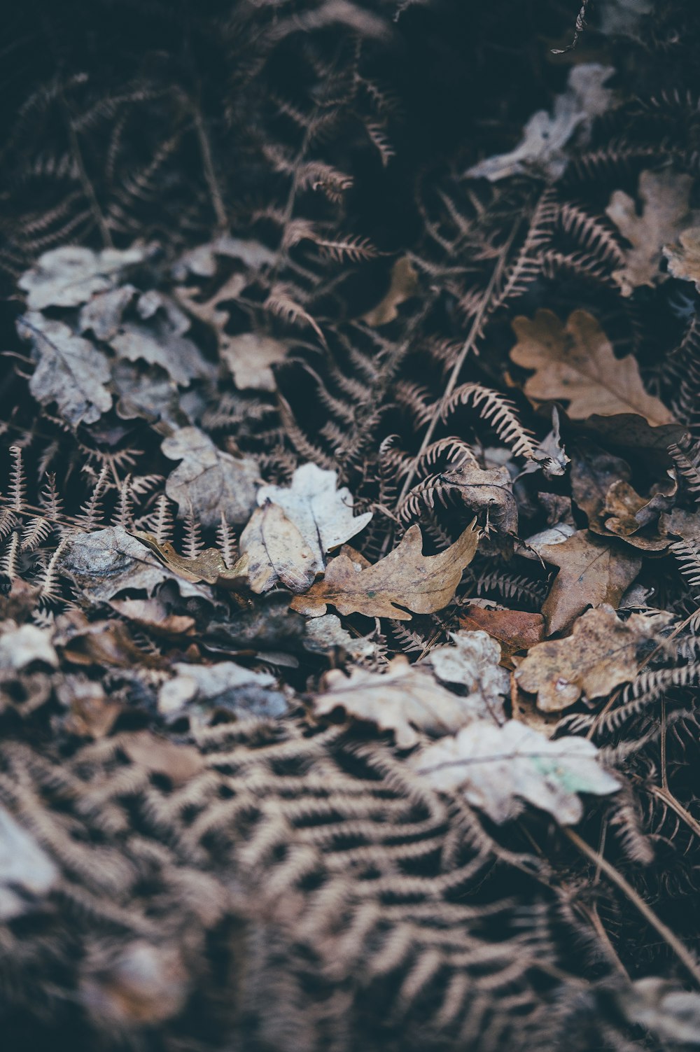 brown dried leaves on brown plant