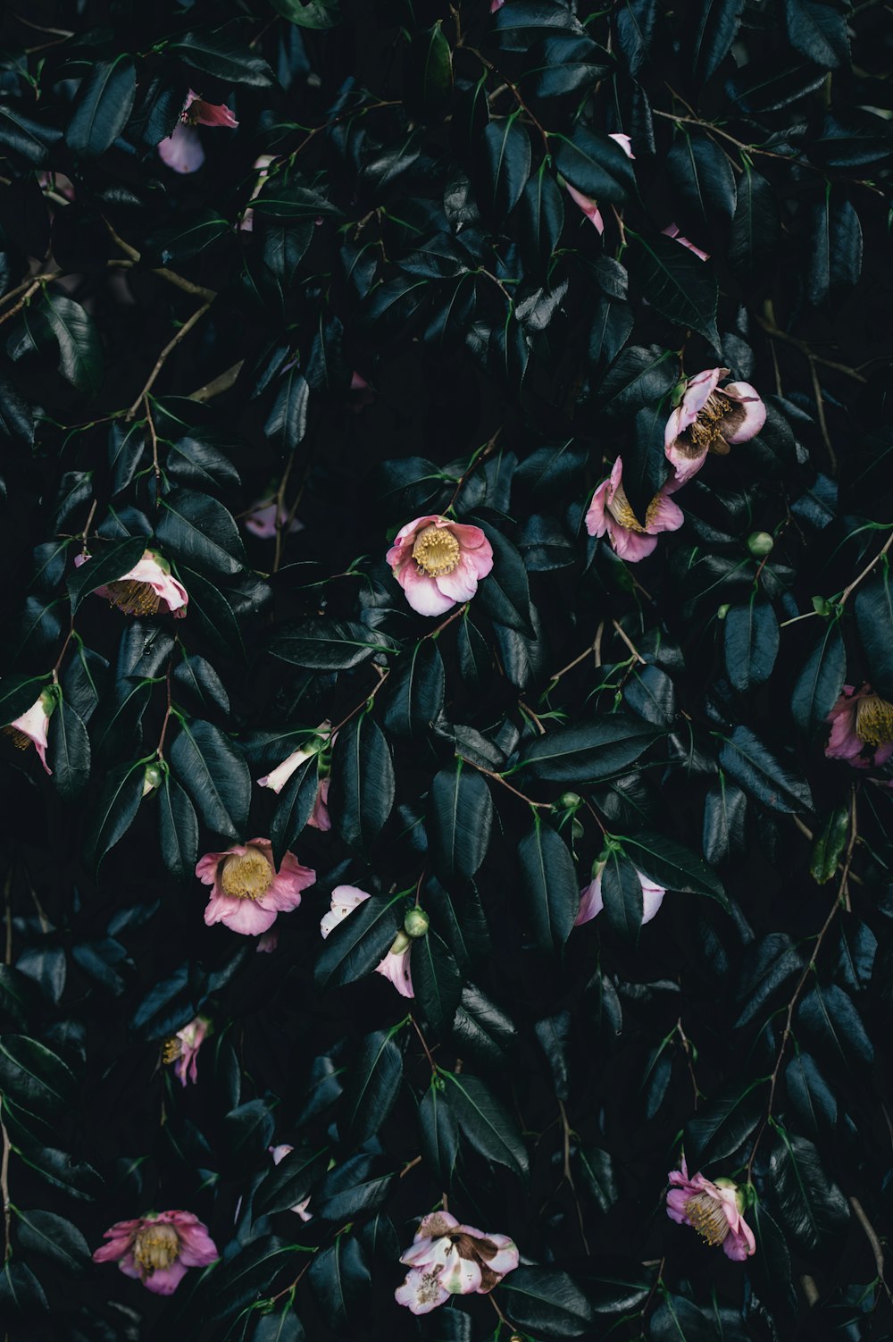 planta de flor de pétalos rosados en fotografía de primer plano