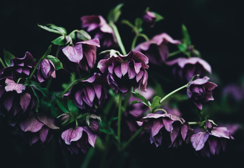 selective focus of purple flowers
